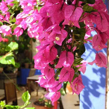 Hotel Casa Bougainvillea-2