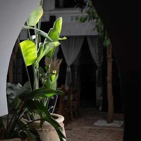 Riad Ajmal-3
