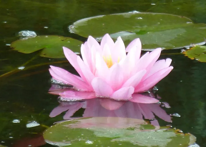 Haustierfreundliches Hotel: Gartenhotel Heusser