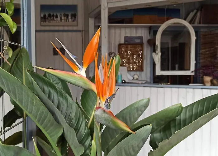 Günstiges Hotel: B&B Fischerstüble - adults only