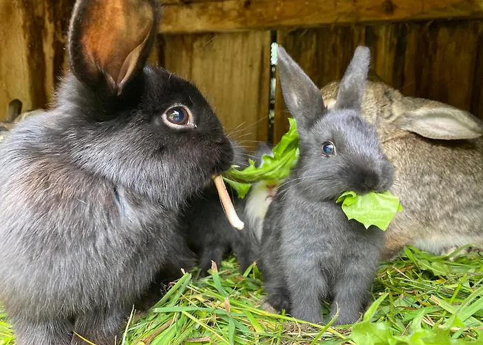 Hotel nahe College: Hotel Starchlhof