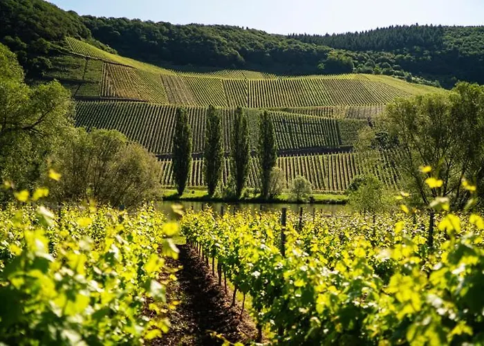 Hotel nahe College: Weingut Claes Schmitt Erben